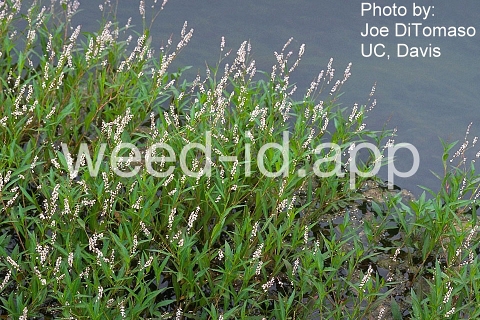 smartweed, marshpepper